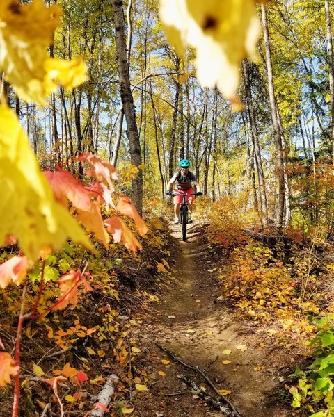 Fun flowy downhill section of trail.