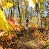 Fun flowy downhill section of trail.