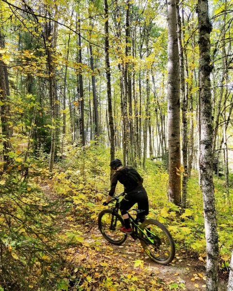 Singletrack through an Aspen grove.