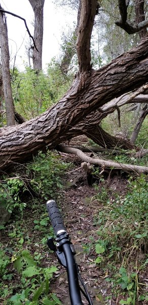 I counted at least 6 trees across the trails in the small portion I was able to get to. I took photos of them all but will only upload this one.