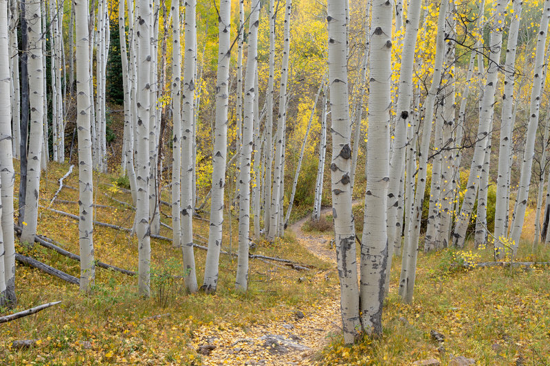 Beautiful aspens in the fall on Strand Hill!