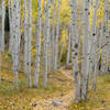Beautiful aspens in the fall on Strand Hill!