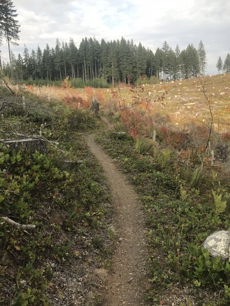 Heading back toward the tall trees on Lost Valley trail. Fall colors are beginning to show in the clear cut.