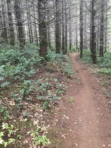 In the trees on Lost Valley trail. The majority of the trail is through treed areas like this, with some clear cuts and a little bit of road thrown in.