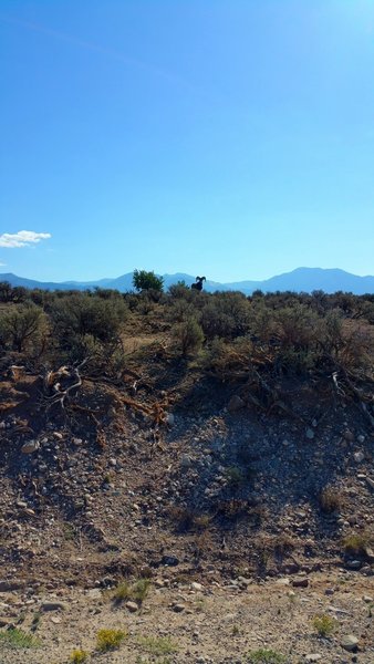 Being eyeballed by a bighorn.