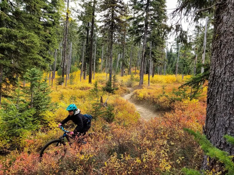 Singletrack through golden huckleberries.