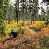 Singletrack through golden huckleberries.