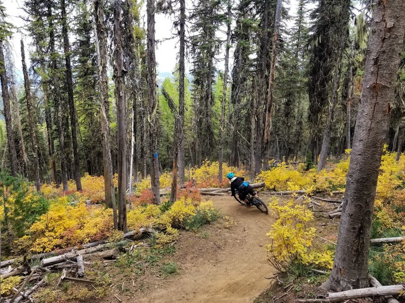 Golden huckleberry bushes and big berms on 140.