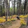 Golden huckleberry bushes and big berms on 140.