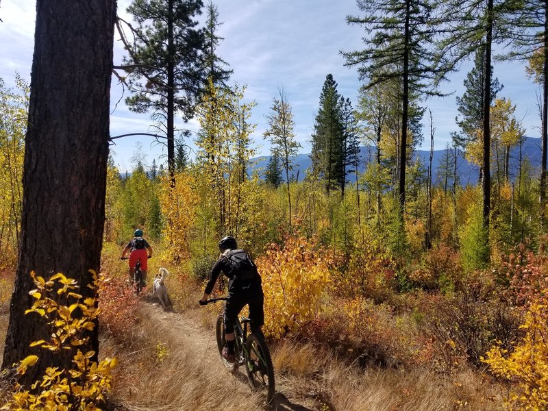 Out of the aspen grove and back out into the open.