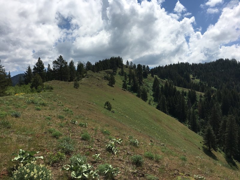 The trail follows the top of the ridge.  Here looking back up trail to the south.