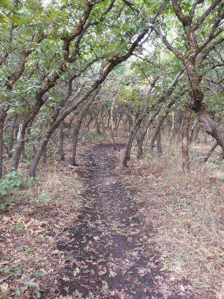 Scrub oaks create a shady tunnel on the Little Valley A Line trail.