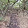 Scrub oaks create a shady tunnel on the Little Valley A Line trail.