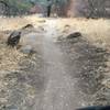 Lake Folsom trail