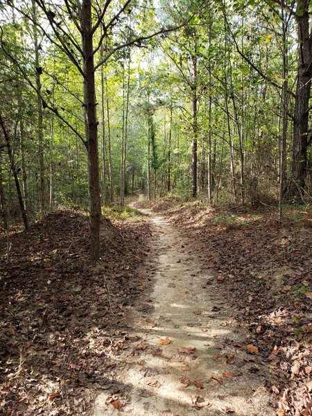 Nice trail through the woods