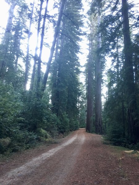 Riding in the shadow of redwoods on Gazos Creek Road