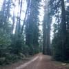 Riding in the shadow of redwoods on Gazos Creek Road