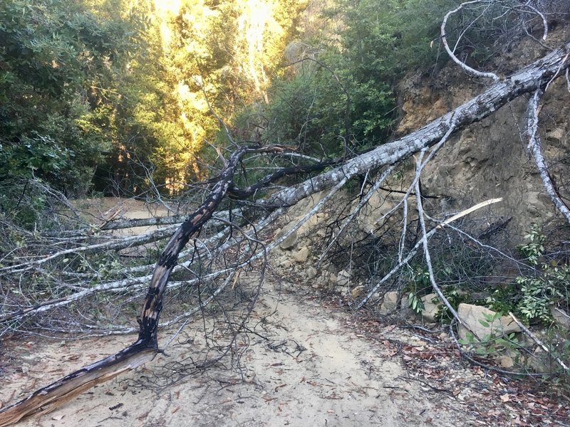 Fallen tree on Gazos Creek Road, easily passable though