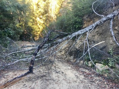 Fallen tree on Gazos Creek Road, easily passable though
