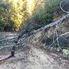 Fallen tree on Gazos Creek Road, easily passable though