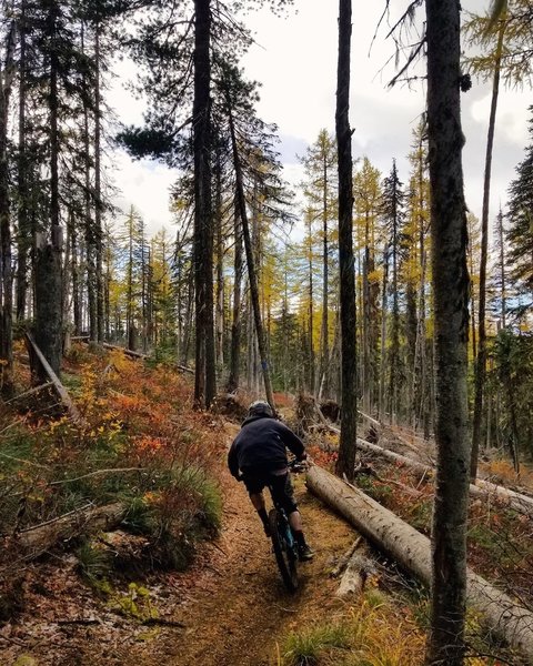 Flying through the yellow larches.