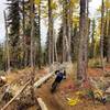 Classic fall scenery up at Mt Spokane.