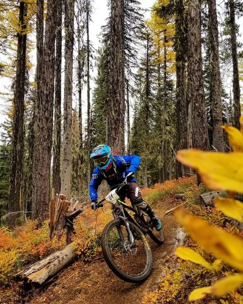 Flying down 140, lined with golden huckleberry bushes.