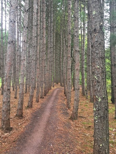 Corridor of young pines on Switchback (south)