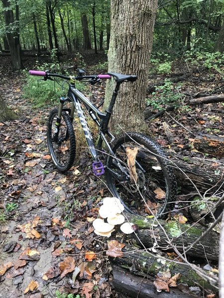 Singletrack facing counterclockwise direction on the left. As you can see here leaves everywhere made for a good challenge on locating the trail during most of the ride. Did think the mushrooms on the log stump were cool though!