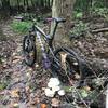 Singletrack facing counterclockwise direction on the left. As you can see here leaves everywhere made for a good challenge on locating the trail during most of the ride. Did think the mushrooms on the log stump were cool though!