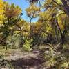 Corrales Bosque Trail - beautiful fall scenery.