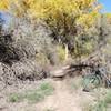 Corrales Bosque Trail - twisty, flowy, scenic, all smiles!