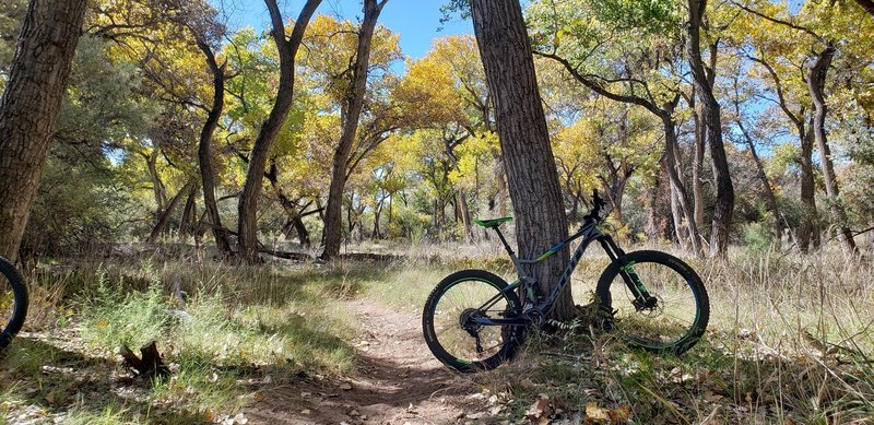 Such an interesting and colorful ecosystem. Fall color just lights this area up. Trail is well made. Highly recommended!