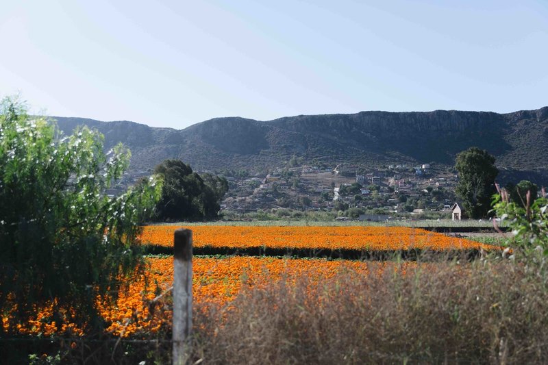 Flower Field on Ruta Del Gravel Route.