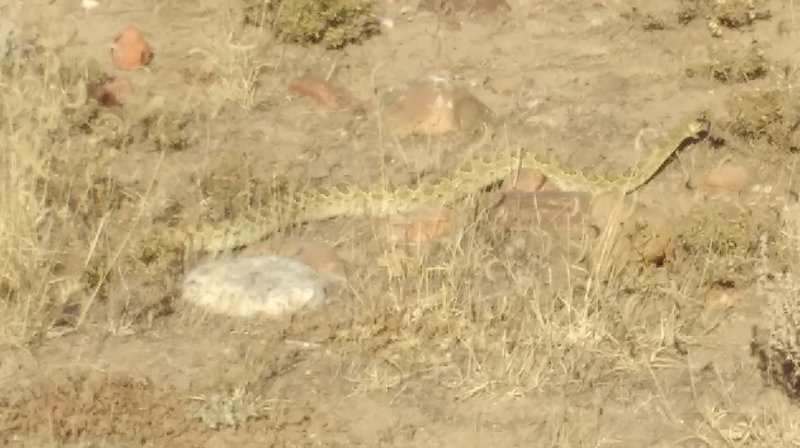 LOTS of Rattlesnakes out here! I've encountered them on multiple occasions.