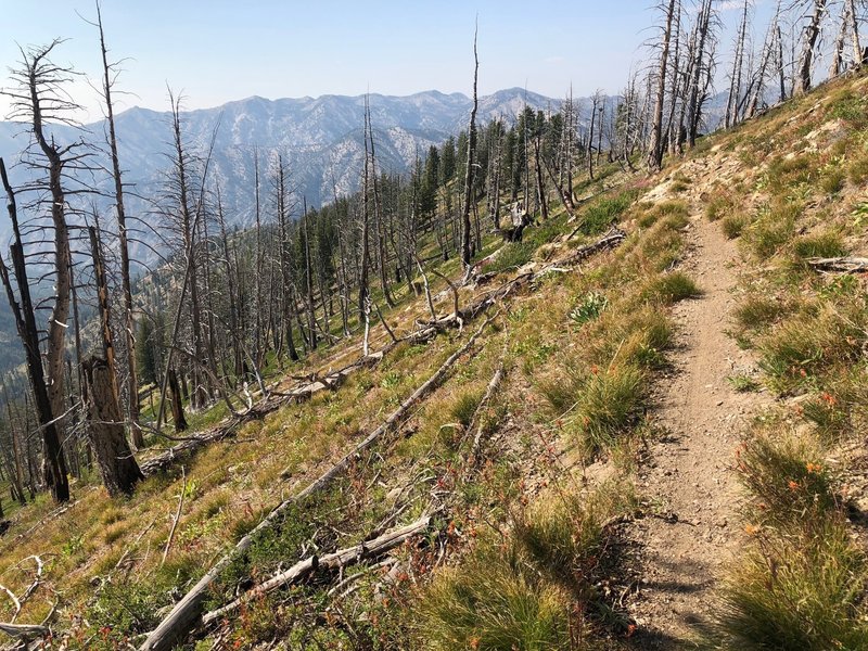 shortly after this the trail drops straight off the ridge to the bottom of the mountains. Steep!