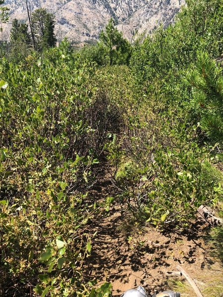 The brush was like this for the length of the trail making it virtually impassible. Would not recommend unless de brushed.