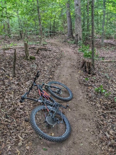 Cross Country Trails surrounded by Timber.