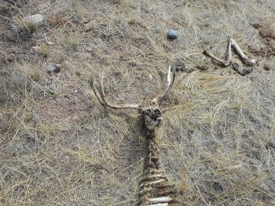 Sometimes you make grisly discoveries mountain biking. The fall remnants of a spring killed deer.