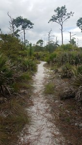 Florida Scrub.