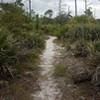 Florida Scrub.