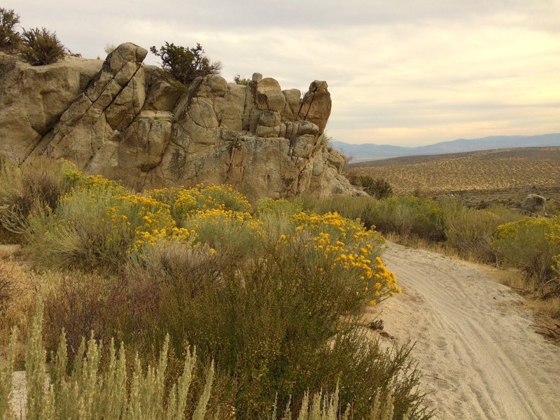 Riding down from Knob Point, the trail disappears behind blooming sage brush and big rock formations.