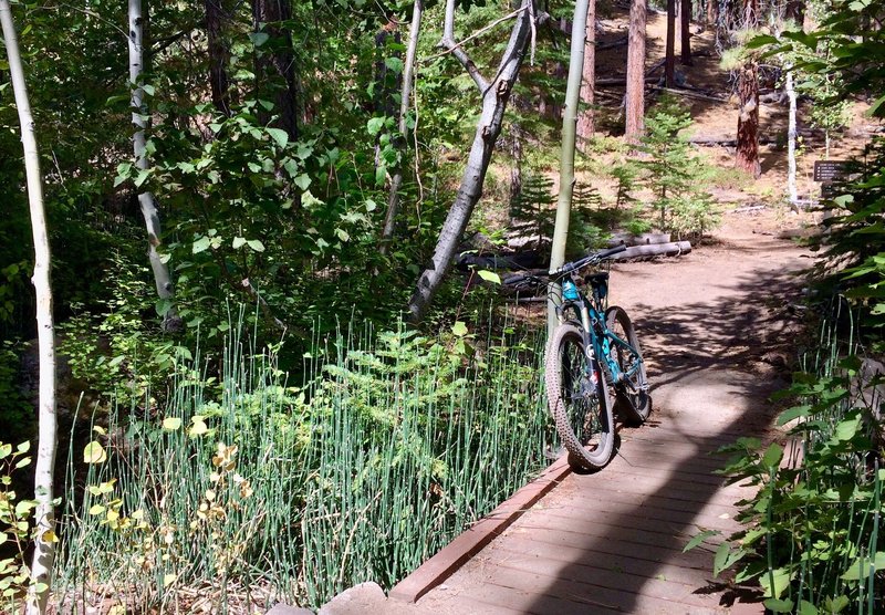 The bridge over Clear Creek is lined with equisetum (horsetail), one of the oldest plant forms alive today.