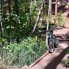 The bridge over Clear Creek is lined with equisetum (horsetail), one of the oldest plant forms alive today.