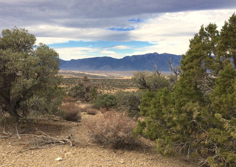 A view of the Carson Range looking between a pinyon pine on the left and a juniper on the right.