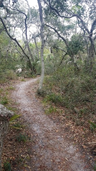 Nice Flowy trail through scrub forest.