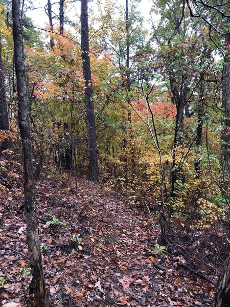 SingleTrack Fall 2018.