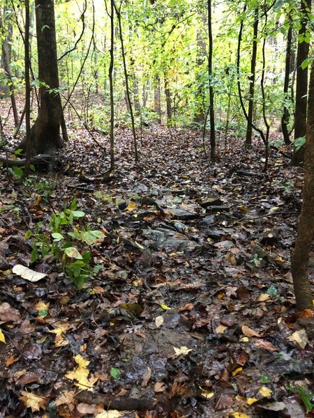 Small creek crossing.