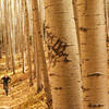 Fall on the South Boundary Trail