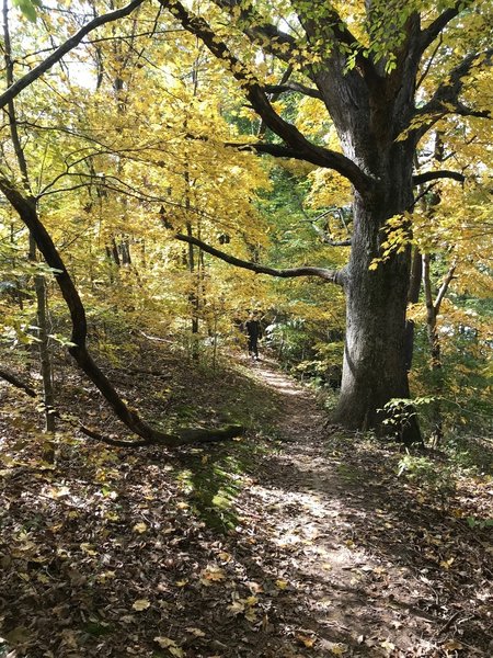 Fall at Buffalo Lake